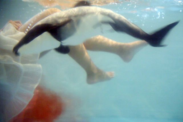 Proponen embarazar mujeres con delfines y que después puedan comérselo
