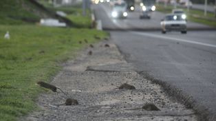 Las ratas volvieron a aparecer en la zona de Circunvalación en busca de alimento.
