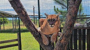 Parque Pericos: el desafío de rescatar la fauna y educar