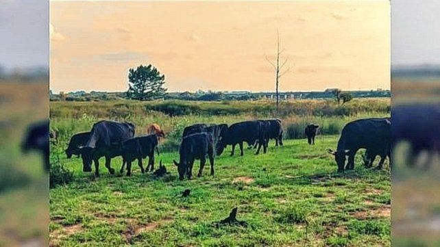 Los vacunos fueron hallados en un camino vecinal sin salida hacia el Arroyo Yuquerí.