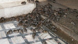 Rosario: confirmaron oficialmente un caso grave de leptospirosis