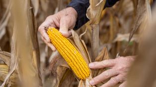 La nueva levadura impactará en la producción de biocombustibles.