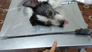 Un aberrante maltrato animal sacudió Bº Santa Rosa de Lima