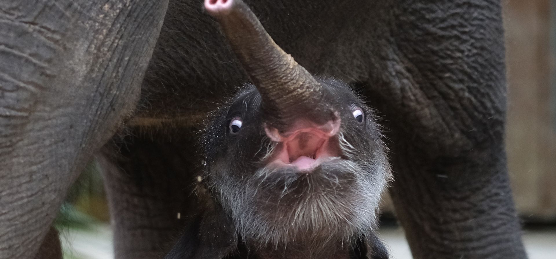 El cachorro de elefante Akito se sienta en su recinto en el zoológico de Leipzig, Alemania, el miércoles 16 de noviembre de 2022. Nacido el 25 de septiembre de 2022, el elefante asiático fue nombrado Akito después de una votación de los visitantes del zoológico, que se traduce como