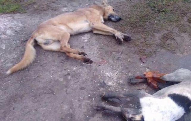 muerte. Muchos animales aparecieron así