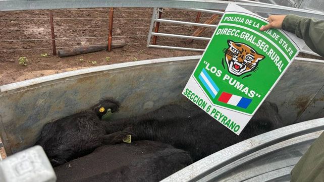 Fiscalía investiga un caso de robo y estafa en el manejo de casi 200 vaquillonas y novillos en Santa Teresa&nbsp;