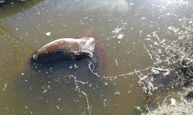 Los caballos maltratados de Viale fueron trasladados del basural a un campo