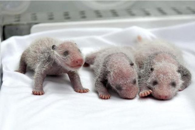 Nacieron en China los primeros trillizos de panda gigante del mundo