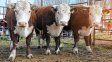 mal informada: una funcionaria de estados unidos hablo de fiebre aftosa en la carne argentina