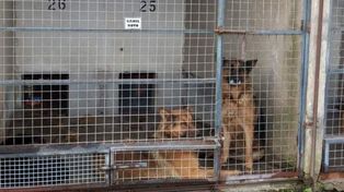 Dueño de perros que hirieron a una chica pidió perdón