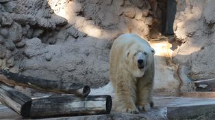 Dolor en el zoológico de Mendoza: murió el oso Arturo