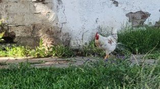 Cocó, el gallo que despierta amor y odio entre los vecinos de barrio Ciudadela