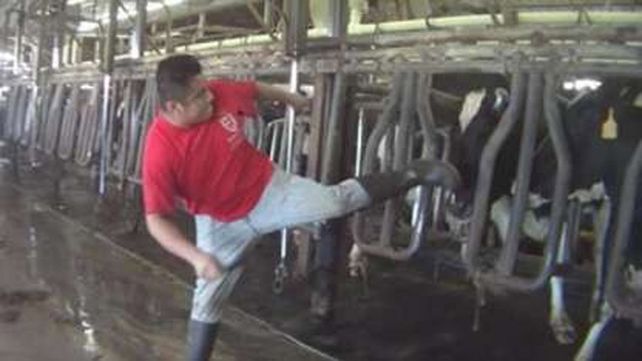 Hay repudio en el mundo por el video del maltrato atroz a vacas lecheras