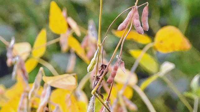 Pese a los obstáculos, el agro cierra un buen ciclo
