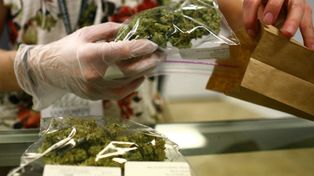 Prueban un extracto de marihuana en chicos con epilepsia