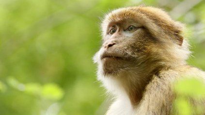 Viruela del mono: ¿Qué es, cómo se contagia ?