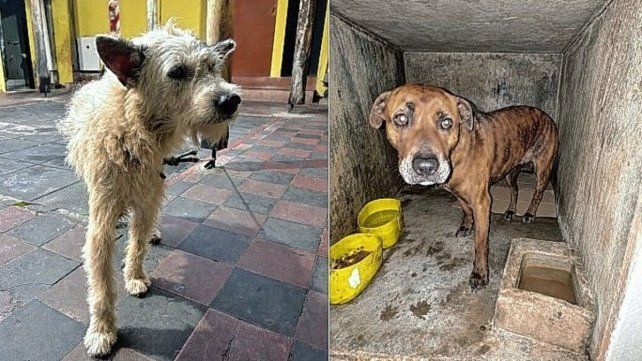Caseros: investigan a un hombre por dispararle a un perro y atropellarlo con una camioneta.