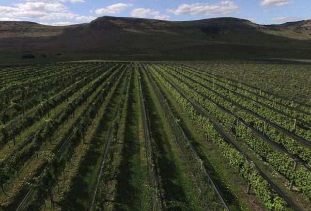 Plantación de la bodega de Pérez Companc existente en Balcarce.