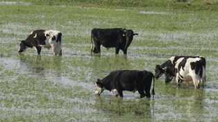 Notables avances en la producción sustentable de pasturas