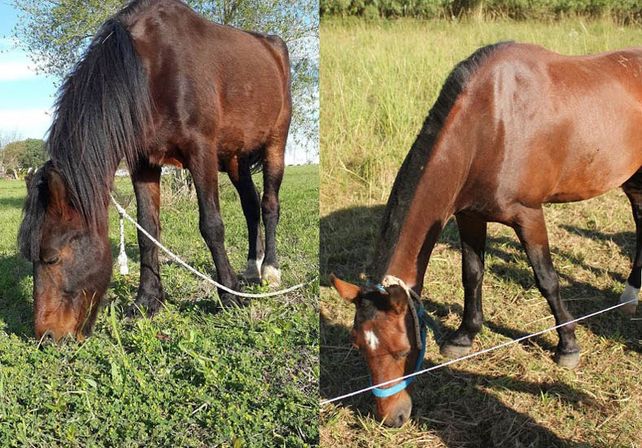 Fotos: Secretaría de DDHH de Paraná