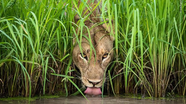 Las imágenes que concursan por el premio al Fotógrafo de Vida Silvestre 2018