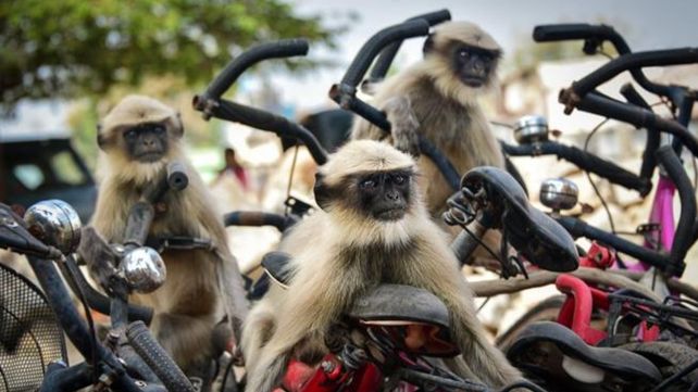 Las divertidas imágenes  del Comedy Wildlife Photography Awards 2020