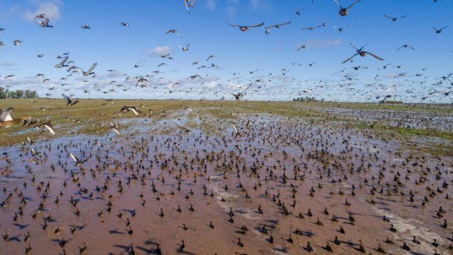 La Cámara Argentina de Turismo Cinegético y Conservacionismo (CATCyC) se reunió en Gualeguay el pasado 24 de agosto para llevar a cabo la presentación del relevamiento poblacional de 14 especies de patos y perdíz en Entre Ríos y otras cuatro provincias.&nbsp;