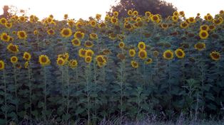 Agro argentino: la molienda de girasol superó las 500.000 toneladas y marcó un récord