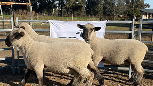 El proyecto legislativo declara a Venado Tuerto como capital provincial del ovino Hampshire Down.