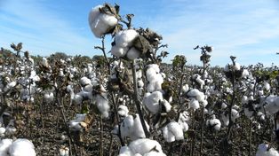 Variedades de algodón made in Argentina conquistan Paraguay