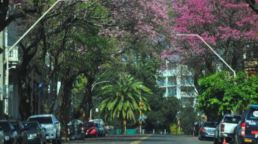 Paraná supera los 58.400 árboles de vereda: la resistencia verde en una capital que crece sobre el cemento