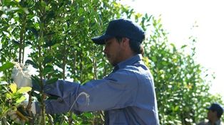 La producción de yerba mate se encuentra atomizada, con 12 mil pequeños productores.