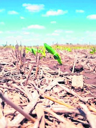 El Niño se afirma y hay otro verde en el campo