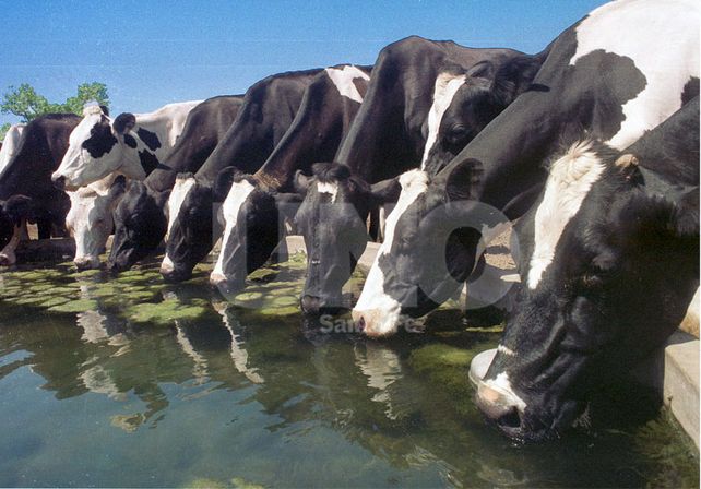 Tambos. Santa Fe concentra más del 40 por ciento de los establecimientos del país.  UNO de Santa Fe/Archivo