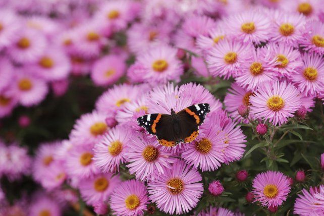Un ejemplar de mariposa almirante roja.