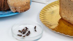 Los alimentos funcionales tienen un alto contenido de algún nutriente que hace bien al organismo y muchos insectos entran en este grupo.
