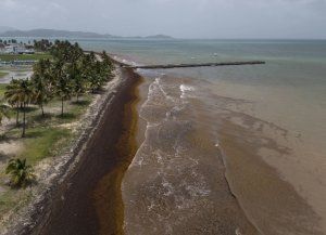 El sargazo batió récords en las playas del Caribe y creen que llegará más