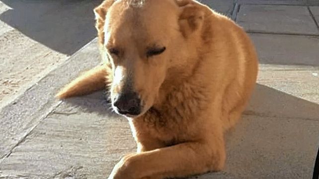 Condenaron al asesino de Rubio, el perro arrastrado con una camioneta hasta morir