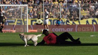 Un simpático intruso detuvo el partido de Central y Tigre durante minutos