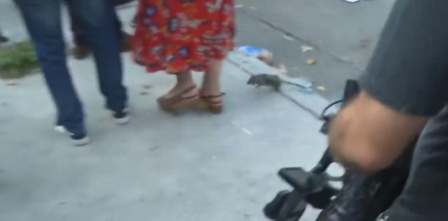 Una particular rata pasó entre los periodistas durante una conferencia de prensa de Jorge Macri en Retiro.