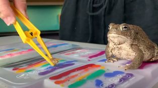 Una adolescente cría ranas artistas y muestra sus cuadros por YouTube