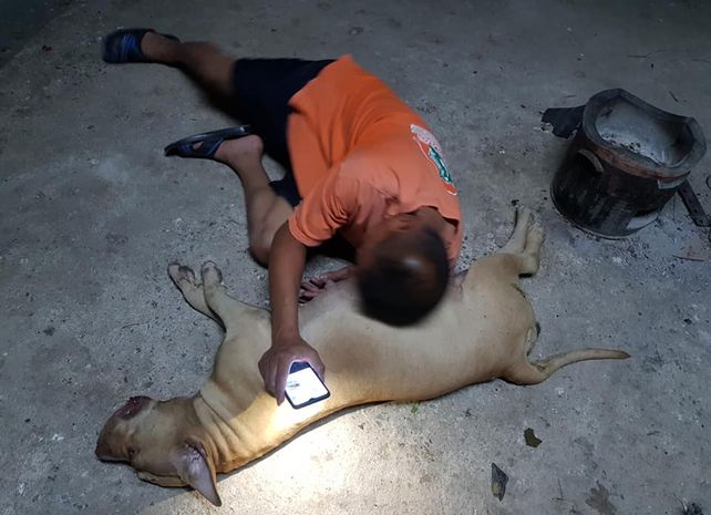 Una perra embarazada murió tras salvar a su familia de una víbora