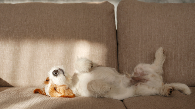 Los aromas que dejan los perros en el hogar pueden ser molestos e indeseados&nbsp;