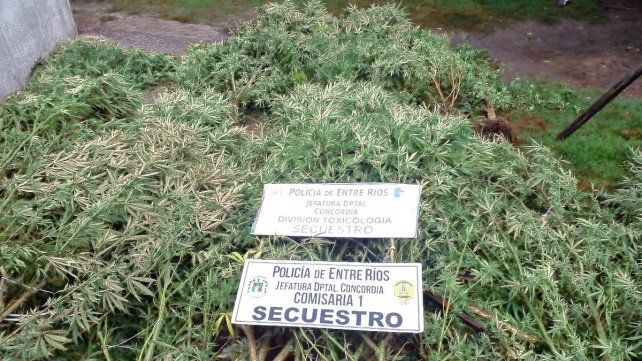 Hallaron un vivero de marihuana en una casa de Concordia