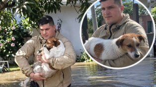 No importa si es una vida humana, es una vida, el apasionante rescate de dos perros que hizo un periodista