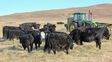 En Estados Unidos hay productores de 70 u 80 años que todavía manejan rodeos de entre 300 y 500 vacas de cría, pero no cuentan con herederos dispuestos a hacerse cargo del negocio.