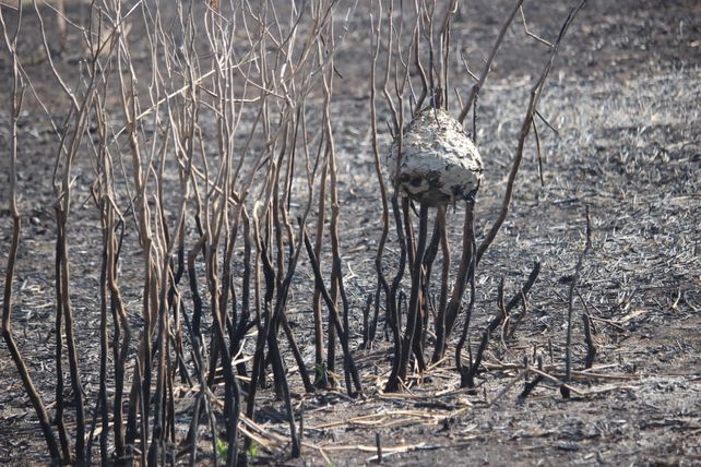 Incendios en las islas: La sociedad debe ver qué es lo que realmente pasó y qué estamos perdiendo