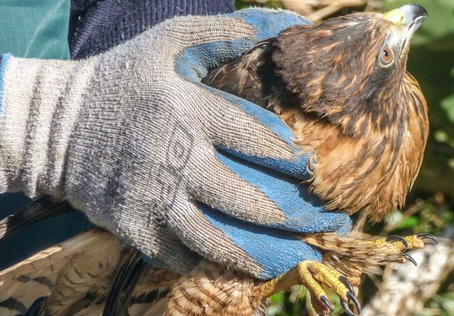 Liberaron especies de fauna silvestre en una reserva natural del departamento San Cristóbal