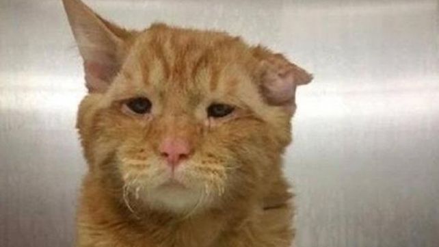 El gato más triste del mundo tuvo su final feliz