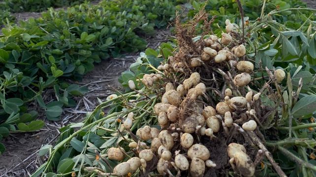 Maní: rizobacterias lograron incrementos de hasta 44% en los rindes